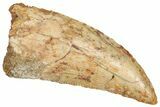 Serrated Raptor Tooth - Real Dinosaur Tooth #371471-1